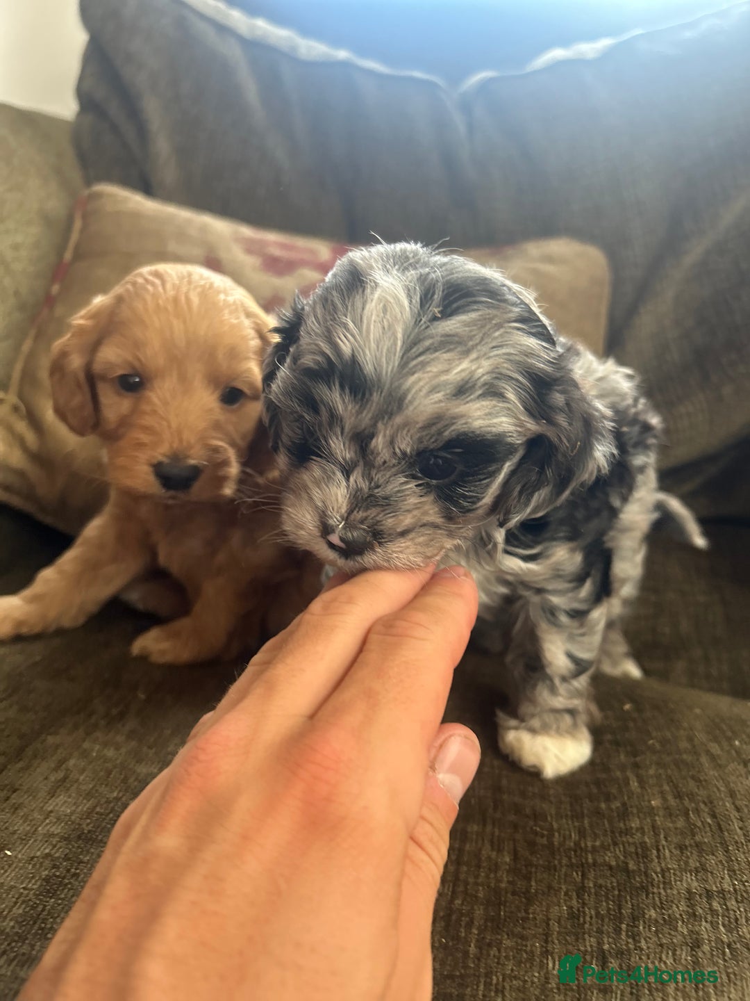 Cavapoo dogs for sale: Cavapoo puppies - Image 2