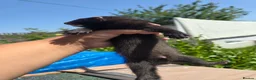 Ferret rodents for sale: 2 beautiful self black Ferret Kits - Advert 13
