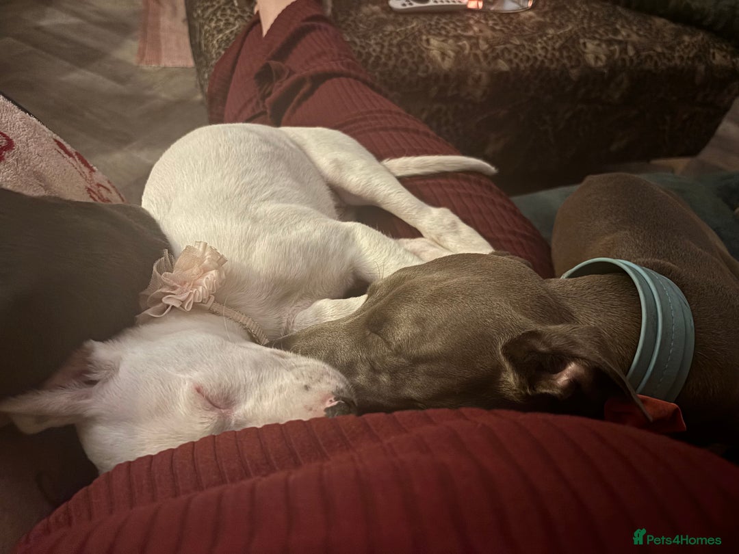 Mixed Breed dogs for sale: Stunning whippet cross female puppy - Image 6