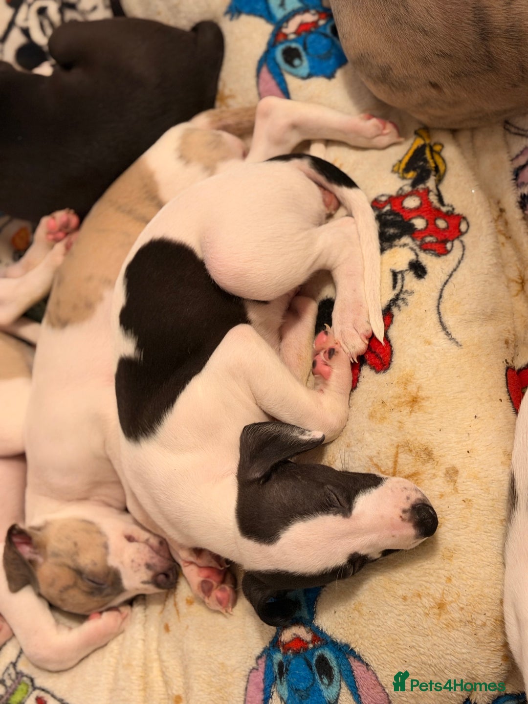 Whippet dogs for sale: KC Whippet puppies only 2 boys left  - Advert 30