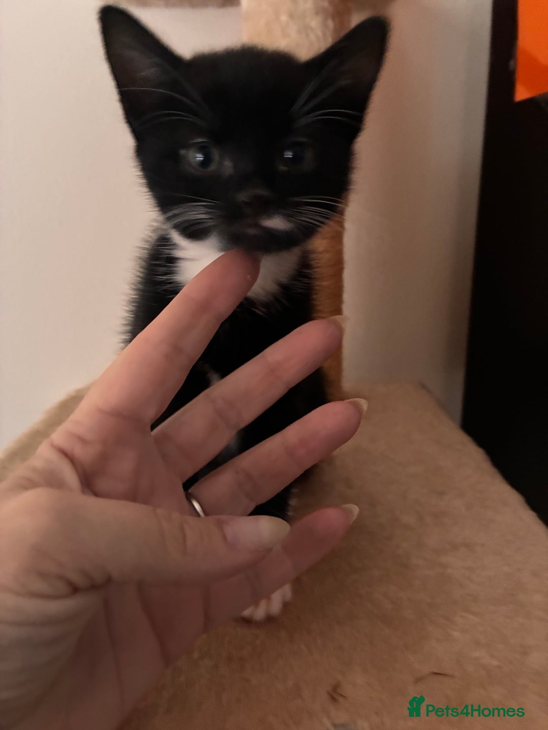 Mixed Breed cats for sale: 3 kittens  - Image 5