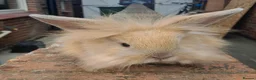 Lionhead rabbits for sale: Male Lionhead for sale in Eastbourne - Advert 2