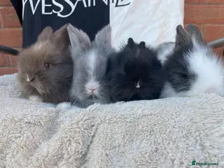 Lionhead rabbits Purebred Fluffy Baby Lionhead Dwarfs - Advert 5