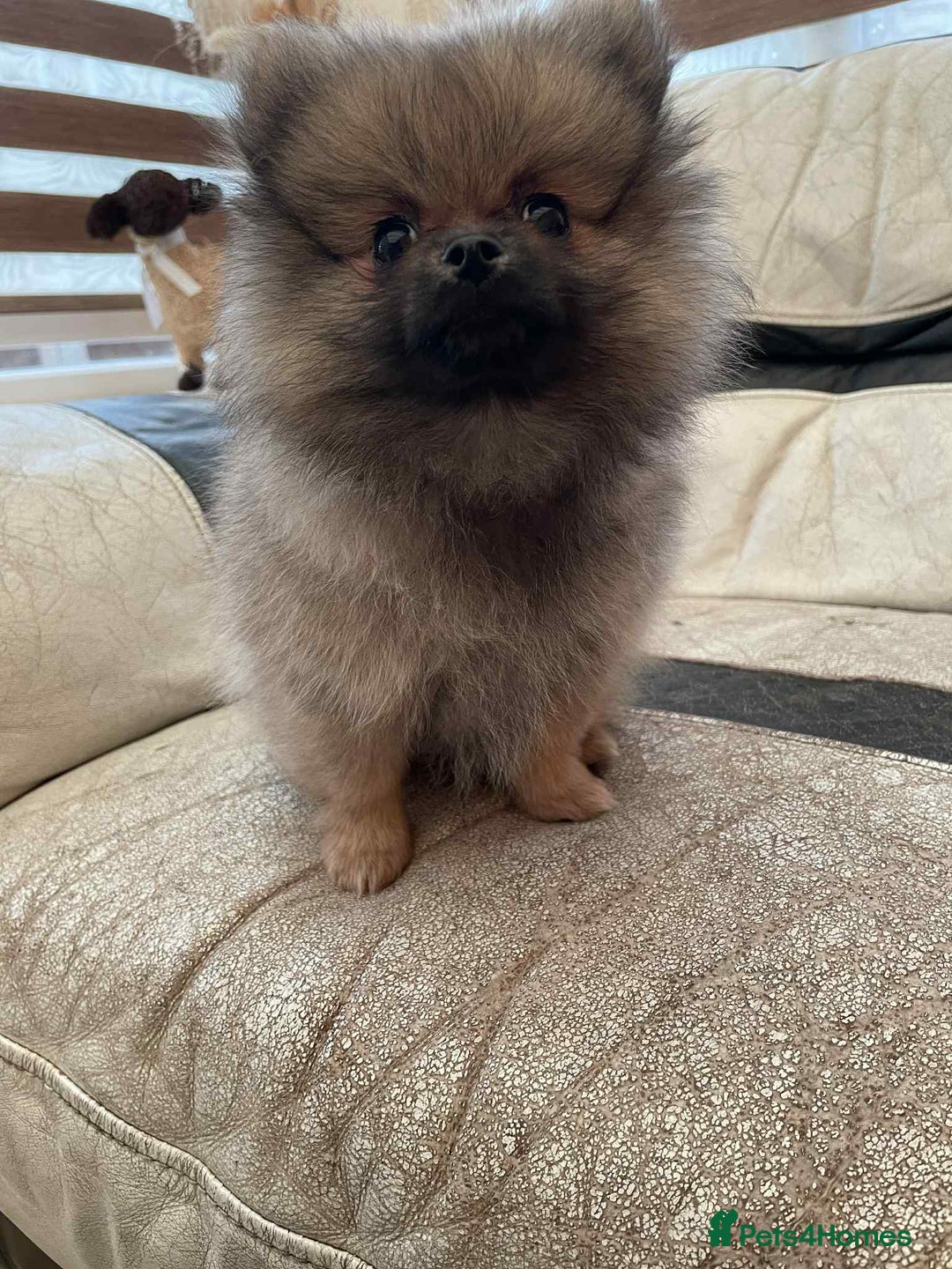 Pomeranian dogs for sale: Pomeranians  - Advert 4