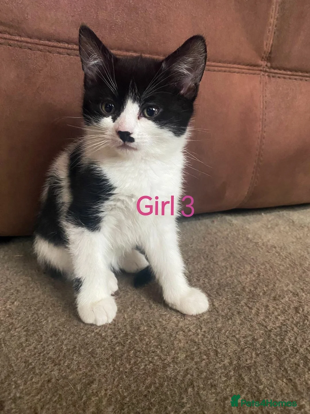Mixed Breed cats for sale: 💛kittens💛 - Advert 5