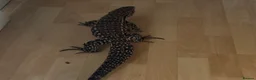 Lizard reptiles for sale: 11 month old large Black & White Tegu & enclosure in Waterlooville - Advert 3