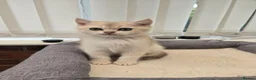 British Shorthair cats for sale: British blue chinchilla pedigree from champion  - Advert 5