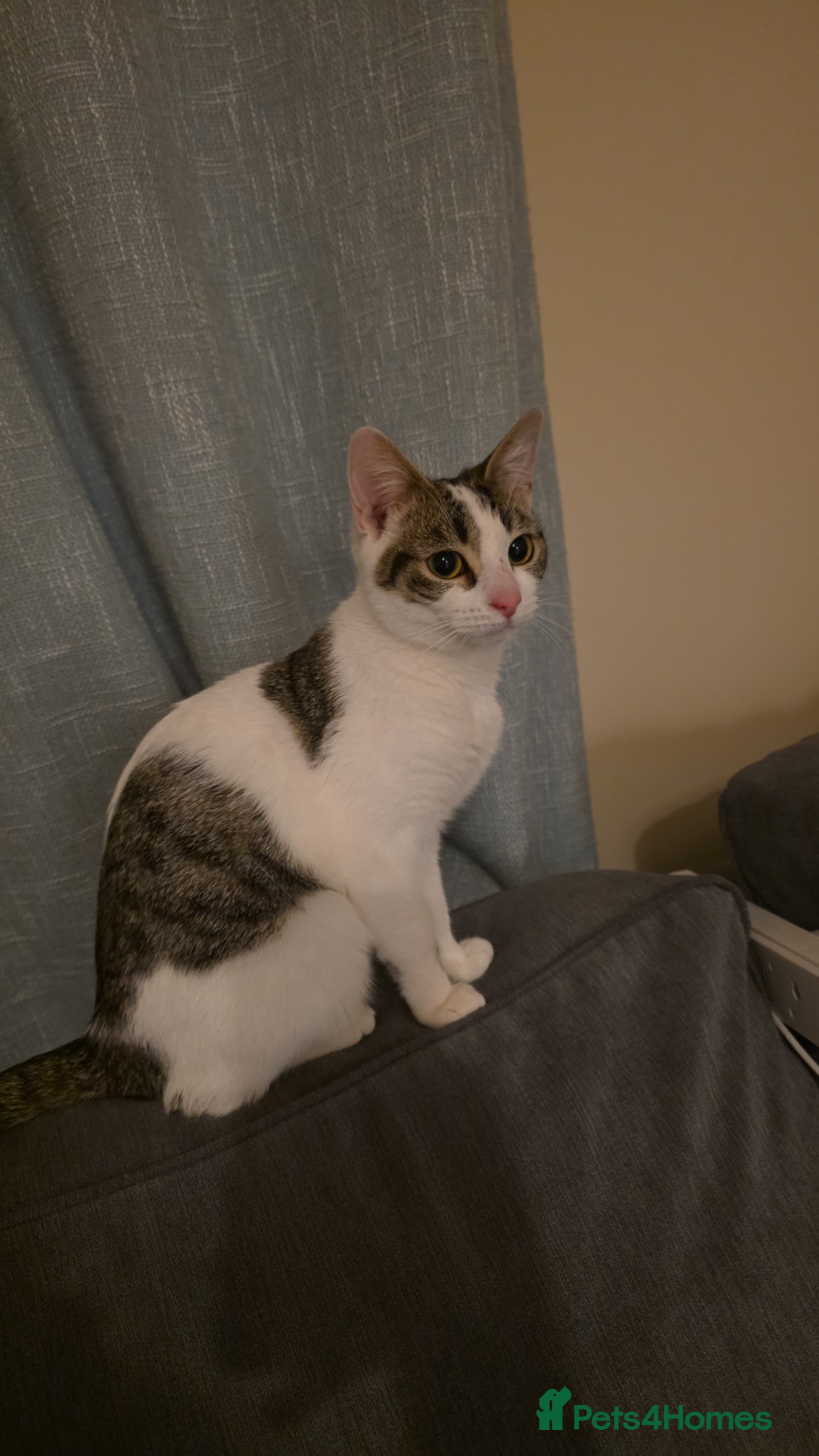 Mixed Breed cats Angel looking for new home - Advert 2