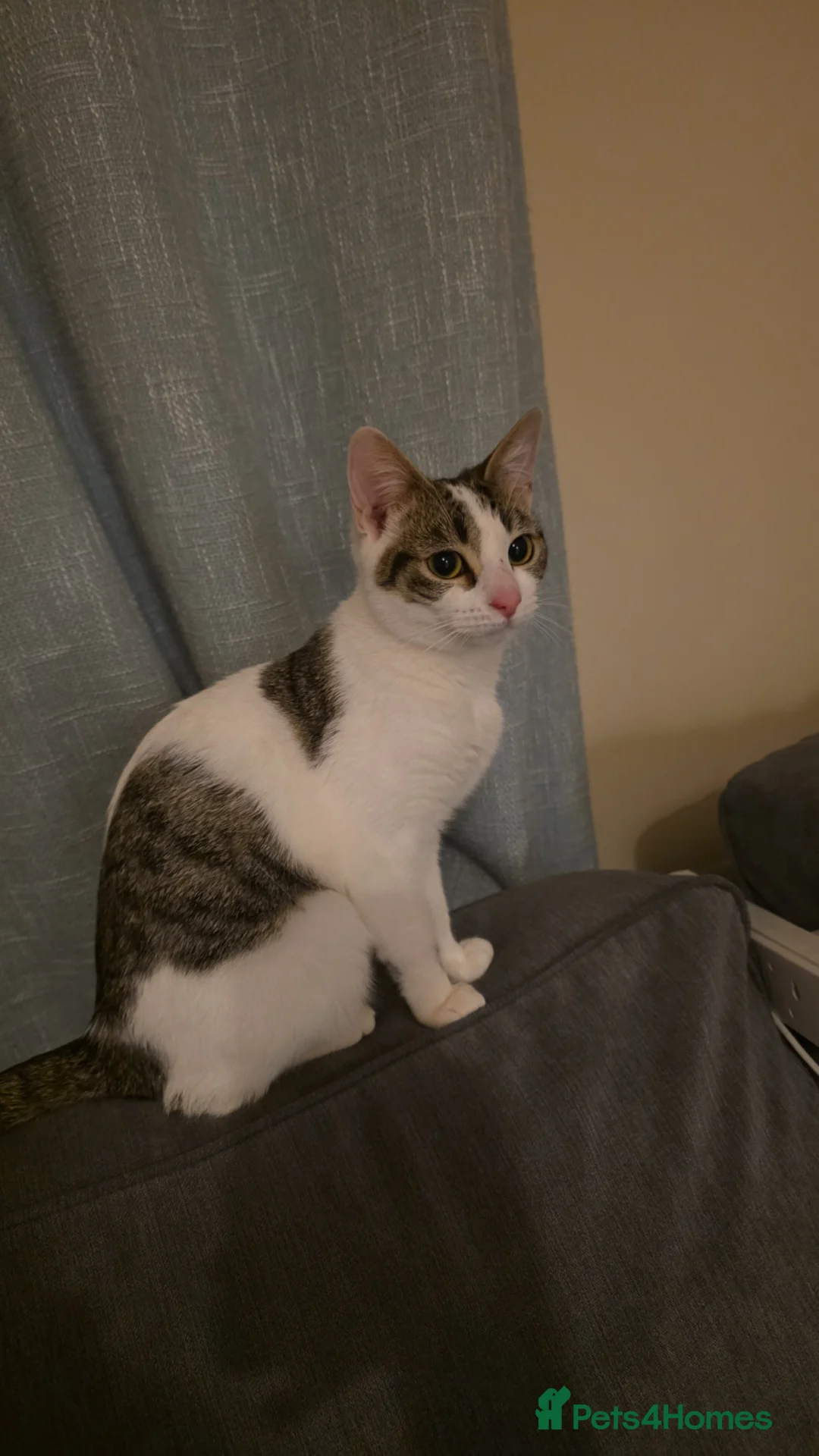 Mixed Breed cats for sale: Angel looking for new home - Advert 1