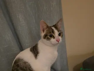 Mixed Breed cats Angel looking for new home - Advert 2