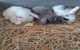 Mini Lop rabbits for sale: 3 lovely mini lop ear bunnies - Image 1
