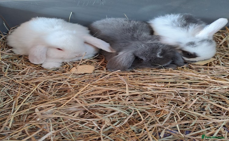 Mini Lop rabbits - Advert 10