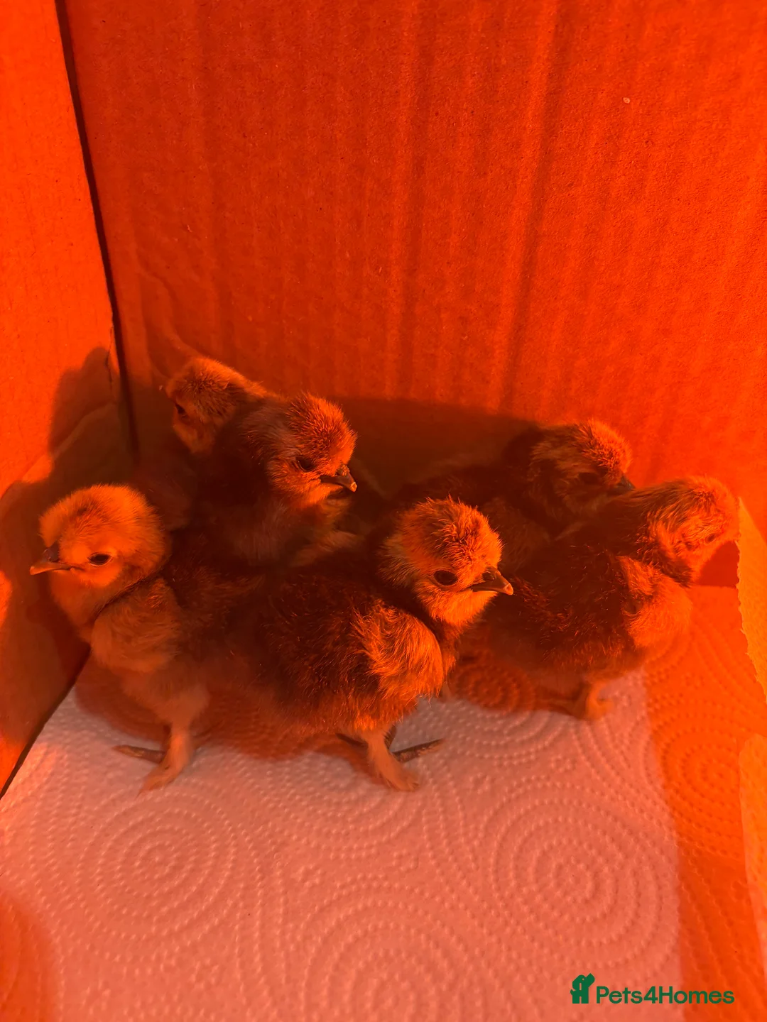 Chickens poultry for sale: 2 day old silkie chicks on heat still in Rotherham - Advert 1