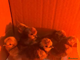 Chickens poultry 2 day old silkie chicks on heat still - Advert 1