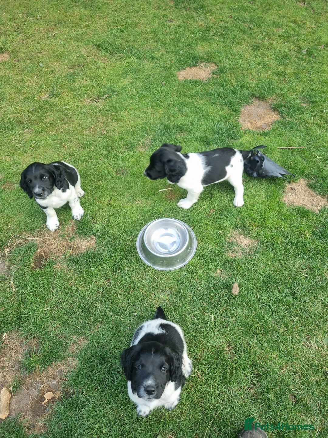 English Springer Spaniel dogs for sale: springer spaniel puppies - Image 3