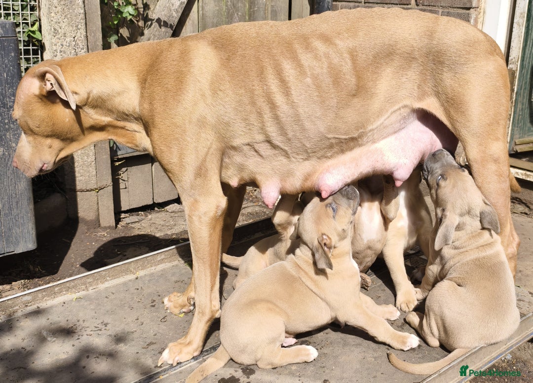 Mixed Breed dogs for sale: Mixed Breed w/Lurcher Mix Puppies ready for a home - Image 2