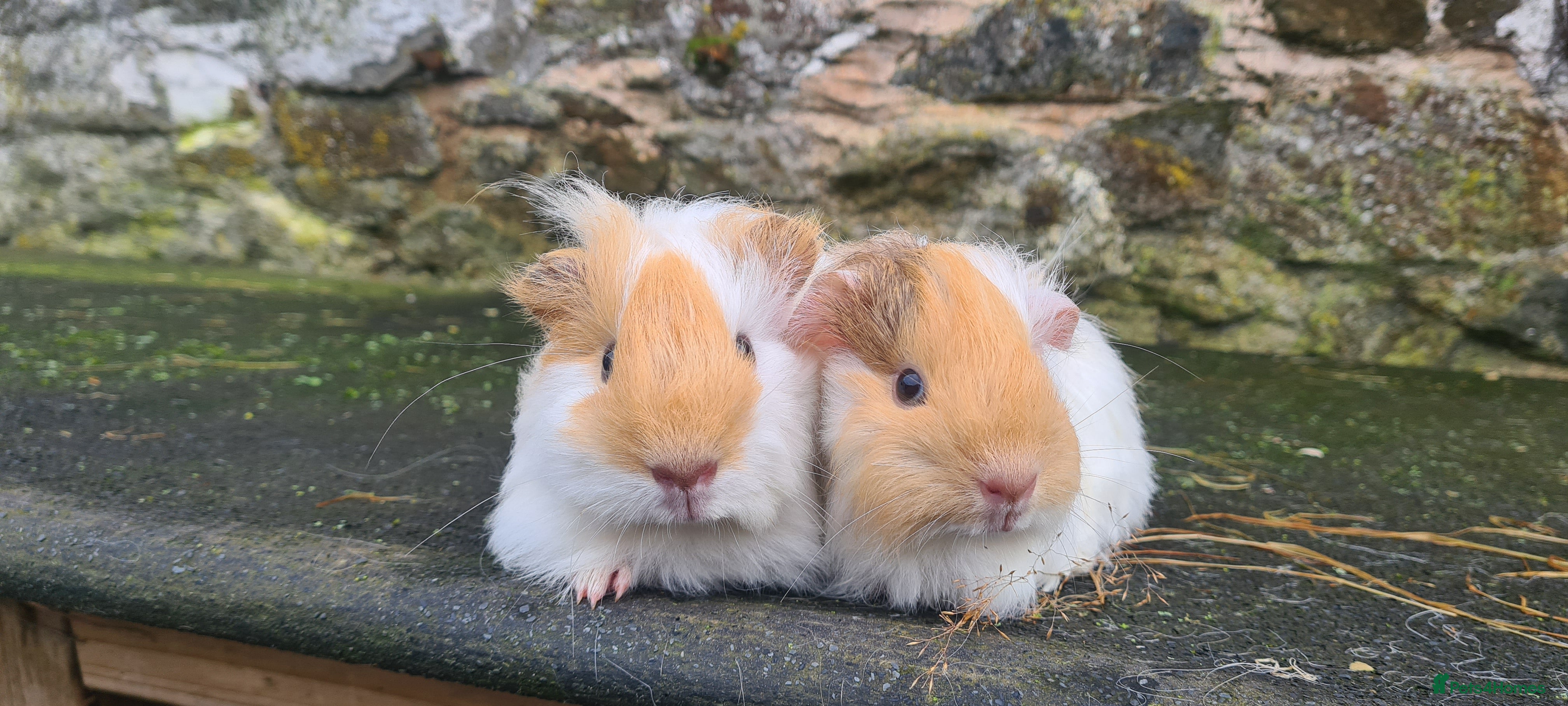 Guinea Pig rodents Pure sheltie brothers  - Advert 1