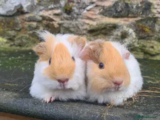 Guinea Pig rodents Pure sheltie brothers - Advert 1