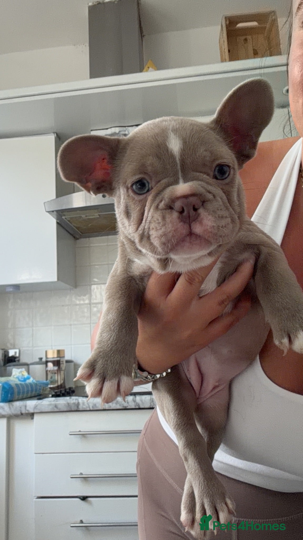 French Bulldog dogs 💙💜Isabella, Blue & Lilac Frenchie Pups – KC 🐾 - Advert 5