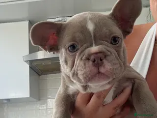 French Bulldog dogs 💙💜Isabella, Blue & Lilac Frenchie Pups – KC 🐾 - Advert 5
