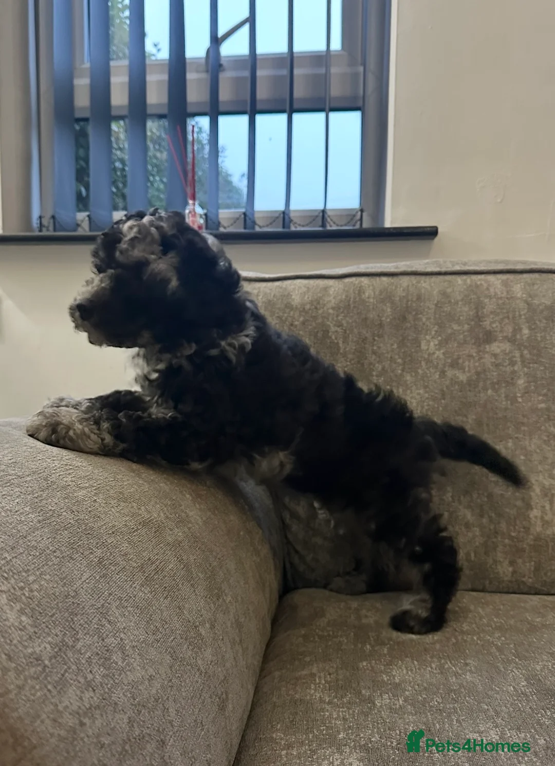 Cockapoo dogs for sale: Stunning cockapoos ready now  - Advert 11