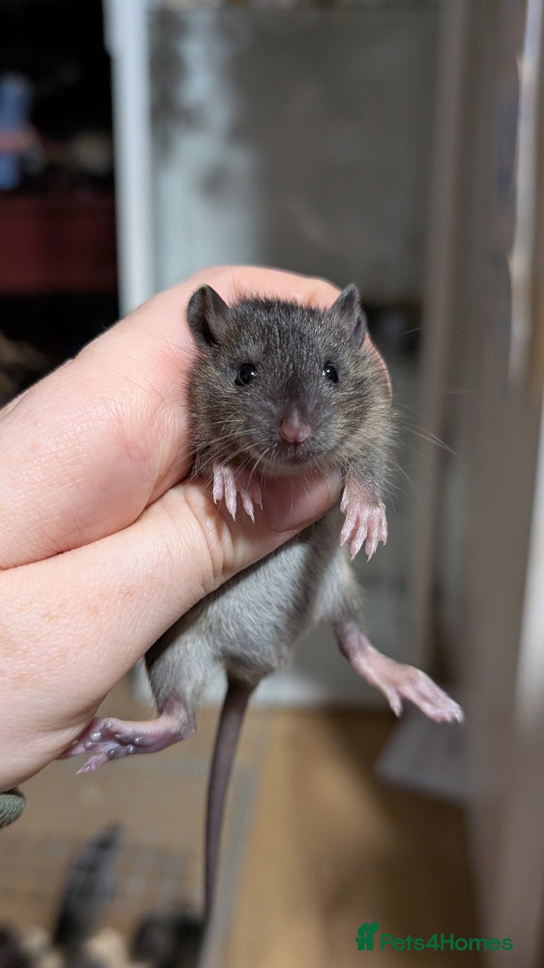 Rat rodents for sale: Baby male and female rats - Advert 4
