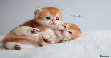 British Shorthair cats ✨Luxurious Premium Kittens ✨ - Advert 4