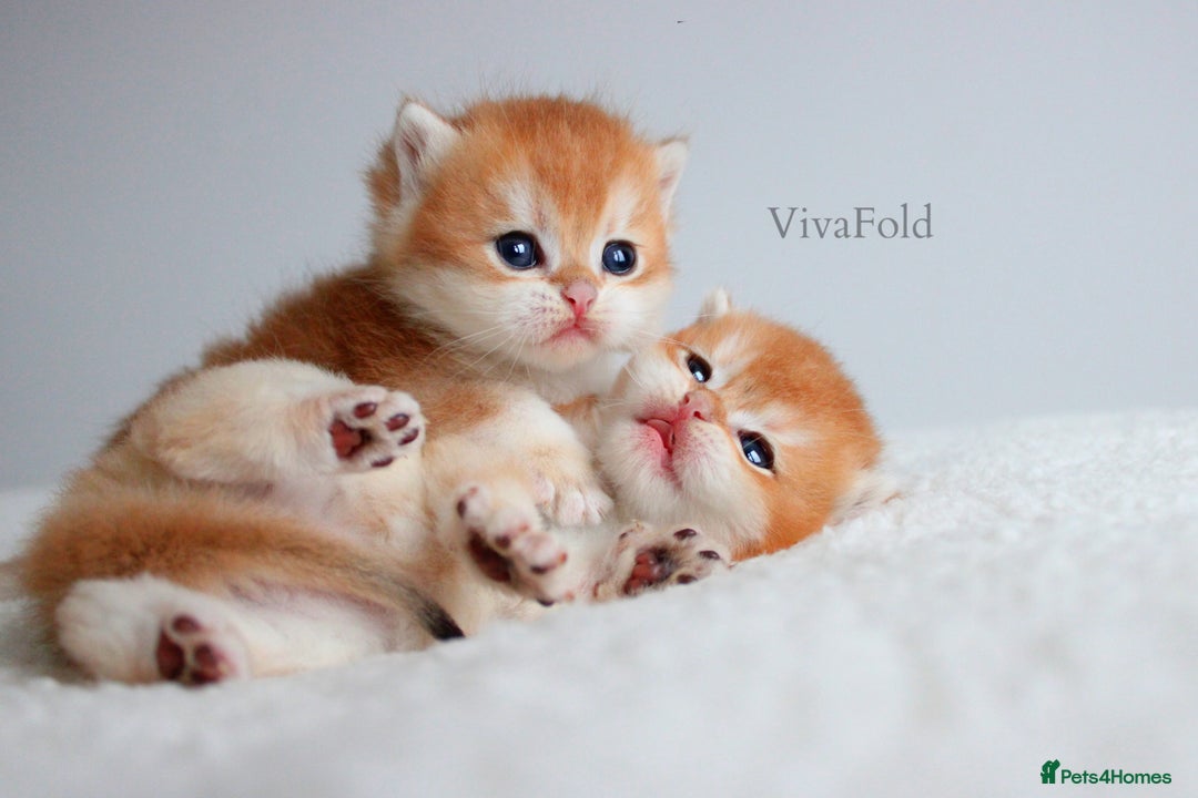 British Shorthair cats for sale: ✨Luxurious Premium Kittens ✨ - Advert 9