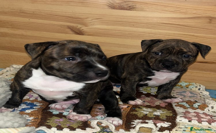 Staffordshire Bull Terrier dogs - Advert 1