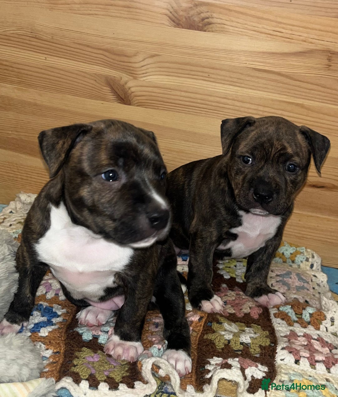 Staffordshire Bull Terrier dogs for sale: Female Staffordshire Bull Terrier Pups - Image 1