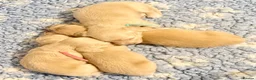 Miniature Dachshund dogs for sale: Cream long haired miniature dachshund puppies  - Advert 4