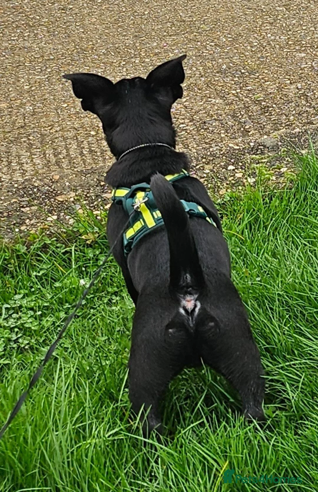 Mixed Breed dogs for sale: Doggy Needs A New Home - Advert 2
