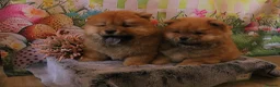 Chow Chow dogs for sale: Beautiful Chow girls available now  - Advert 5