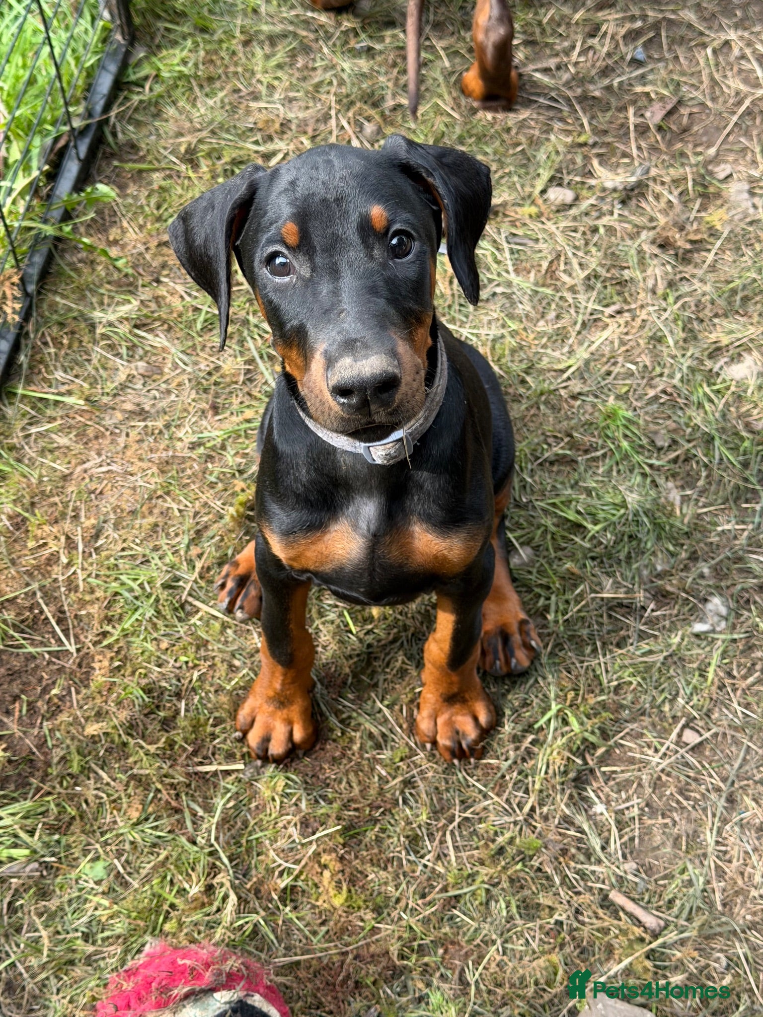 Dobermann dogs ❌ ready now black girl left ❌  - Advert 6