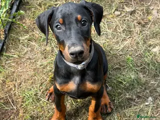 Dobermann dogs ❌ ready now black girl left ❌ - Advert 6