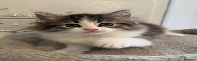 Ragdoll Kitten 3