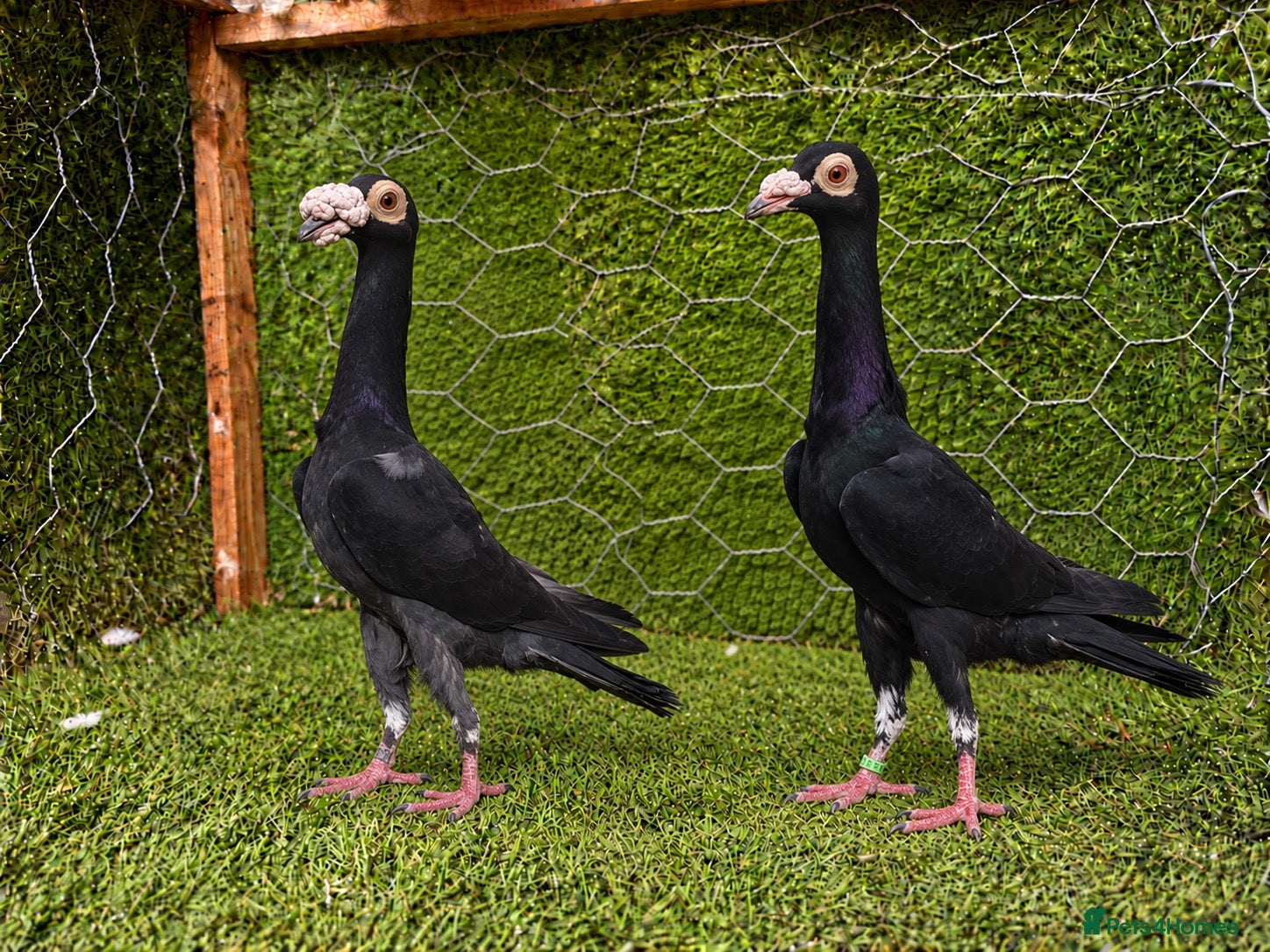 Pigeons birds Beautiful Quality Pigeons Healthy & Well Cared For - Advert 2