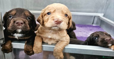 Cocker Spaniel dogs - Advert 4