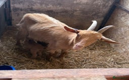 Goats livestock for sale: Royal Golden Guernsey adults, kids + yearlings - Image 10