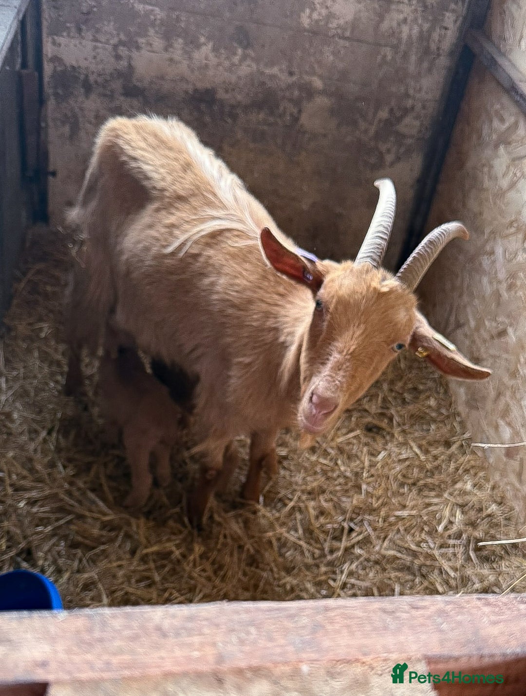 Goats livestock for sale: Royal Golden Guernsey adults, kids + yearlings - Image 10