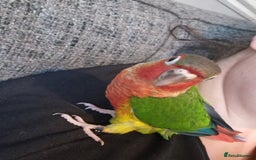 Conures birds for sale: Beautiful fully hand reared conure babys  - Image 8