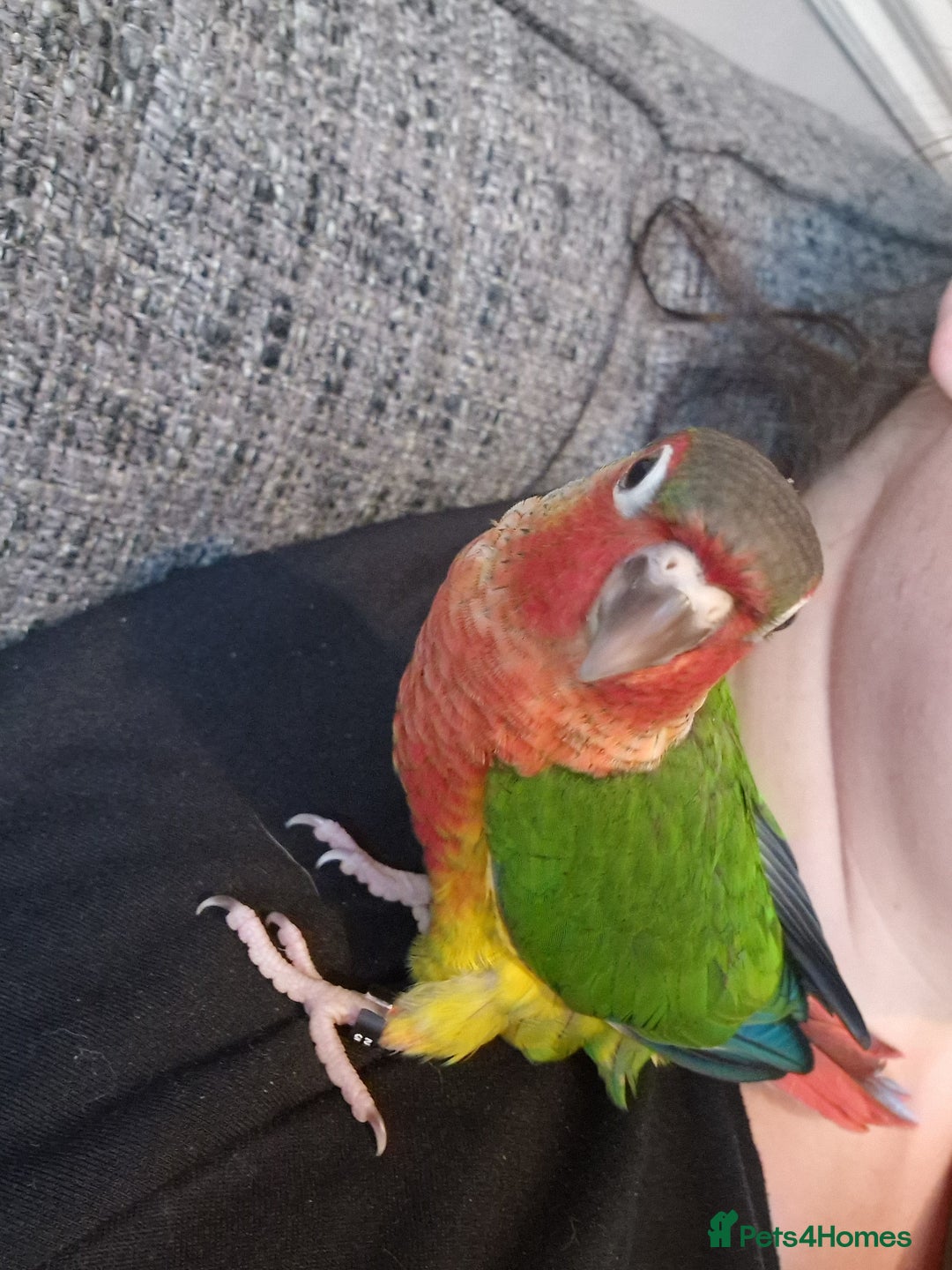 Conures birds for sale: Beautiful fully hand reared conure babys  - Image 8