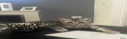 Mixed Breed cats for sale: 6 month female for sale - Advert 2