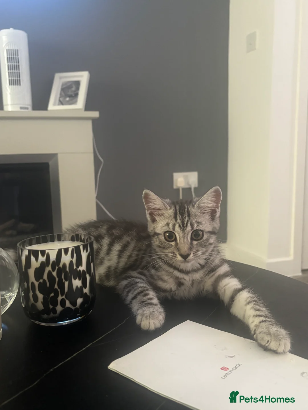 Mixed Breed cats for sale: 6 month female for sale - Advert 2