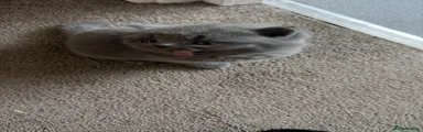 British Shorthair 1