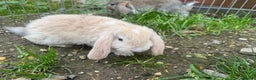 Mini Lop rabbits for sale: Beautiful mini mop babies ready  - Advert 6