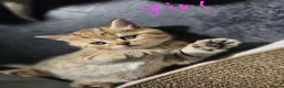 Scottish Fold cats for sale: 5 Beautiful Scottish Kittens Ready for Homes 🐾 - Advert 15