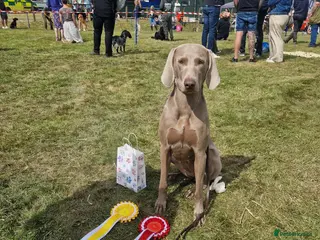 Weimaraner dogs Outstanding blue kc registered weimaraner puppies - Advert 1