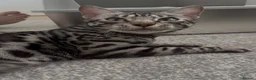 Bengal cats for sale: Exceptional silver girls & blue/ charcoal boys - Advert 9