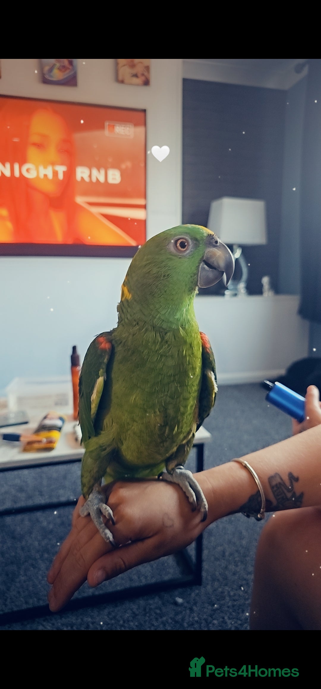 Parrots birds for sale: Yelow nape amazon - Image 19
